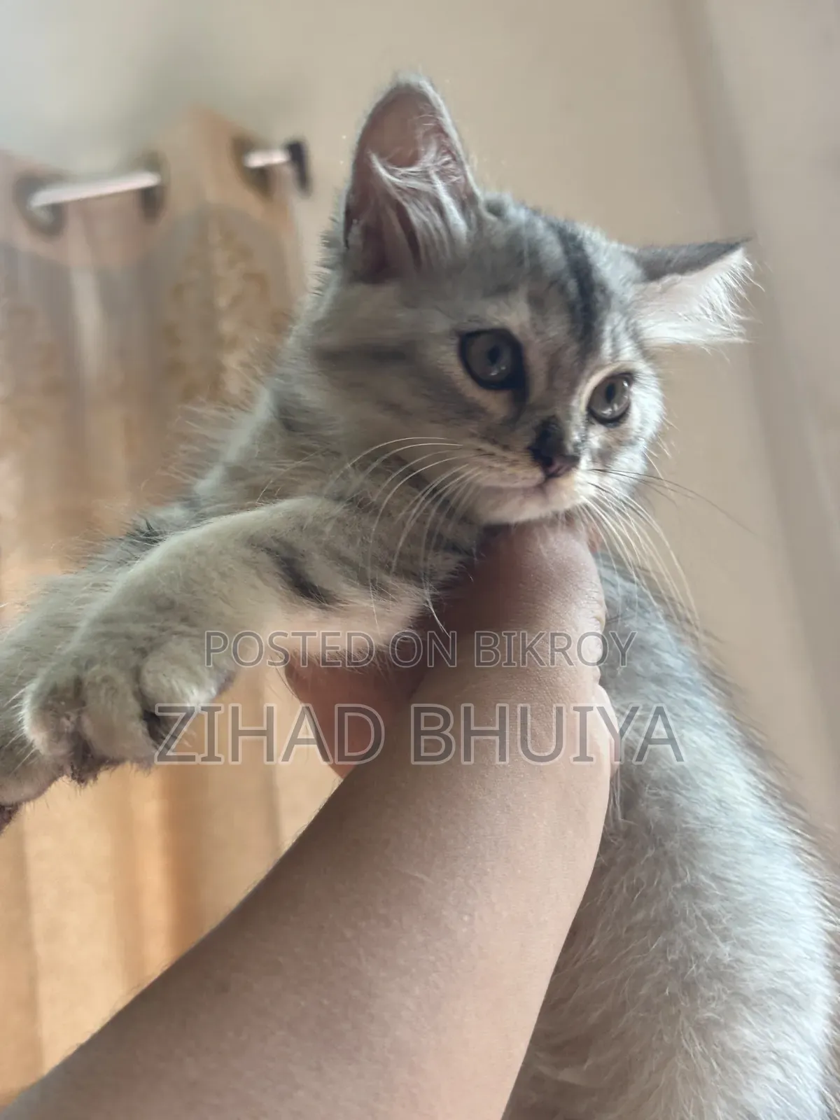 ১-৩ মাসের পুরুষ পিওরব্রেড পার্সিয়ান