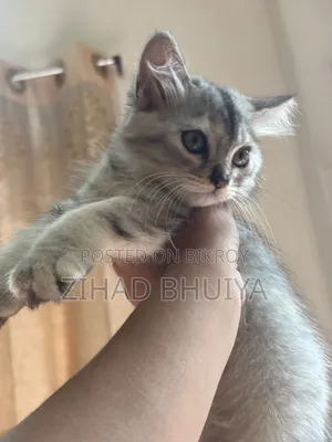 ১-৩ মাসের পুরুষ পিওরব্রেড পার্সিয়ান
