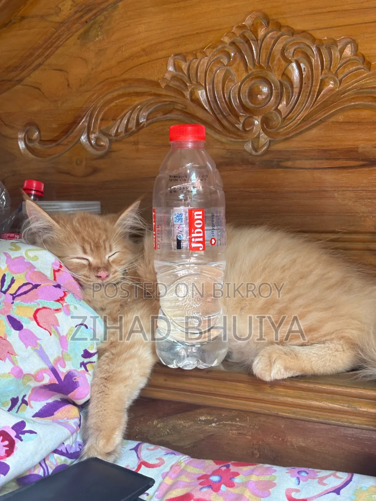 3-6 Months Male Purebred Persian
