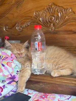 3-6 Months Male Purebred Persian