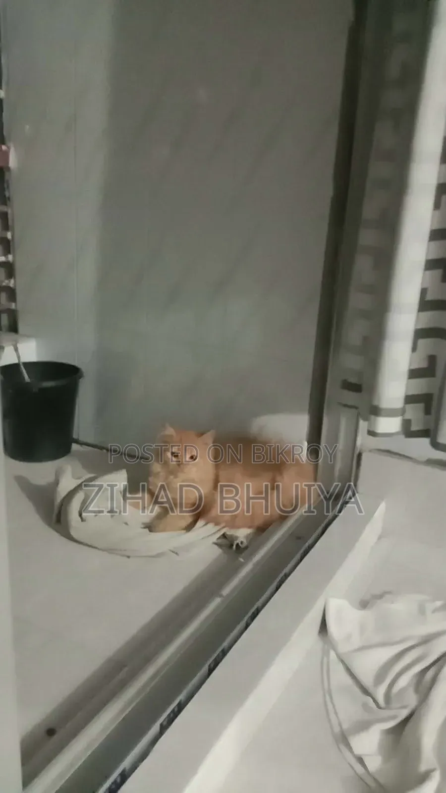 3-6 Months Male Purebred Persian