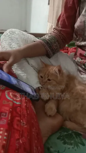 3-6 Months Male Purebred Persian