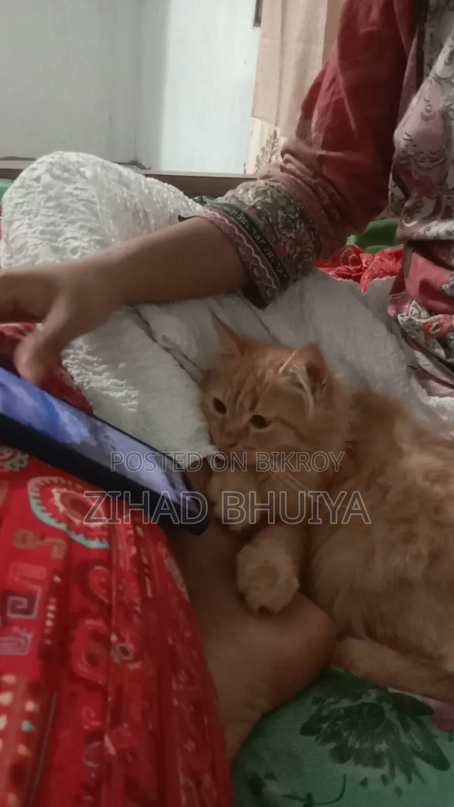 3-6 Months Male Purebred Persian