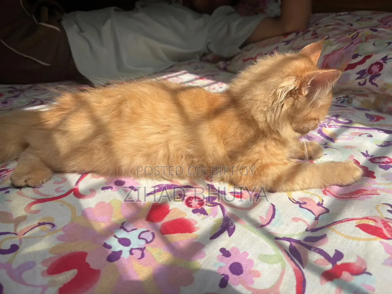 3-6 Months Male Purebred Persian
