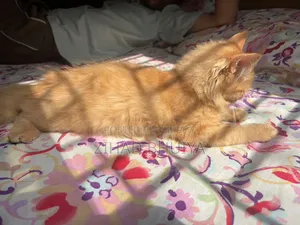 3-6 Months Male Purebred Persian