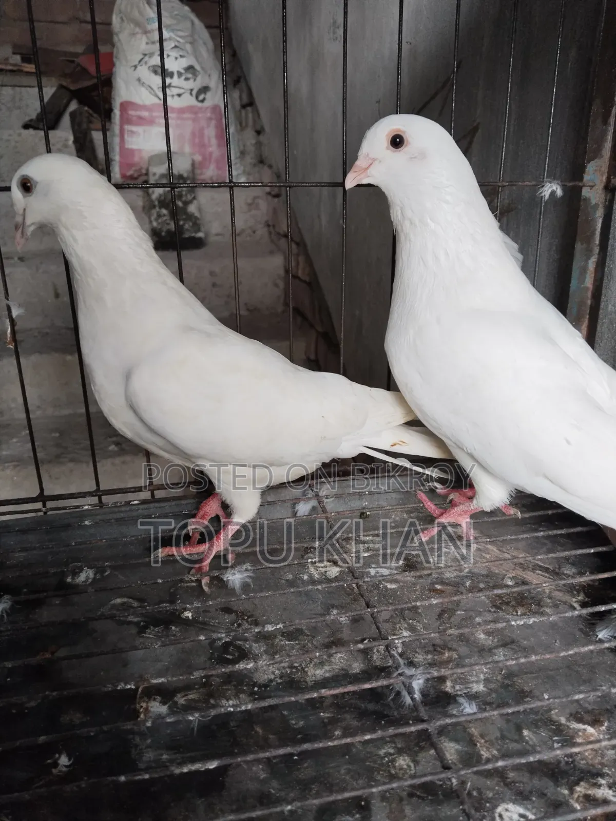 Masha'Allah Pigeon