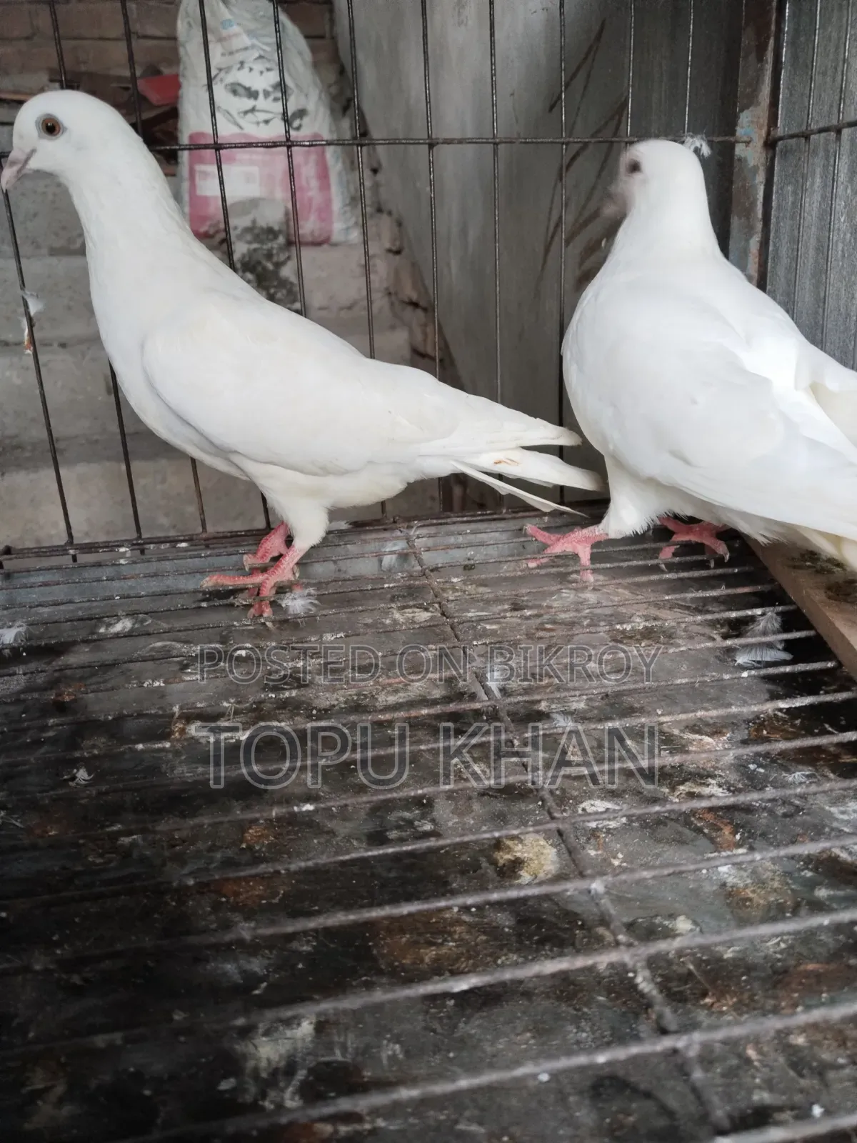 Masha'Allah Pigeon