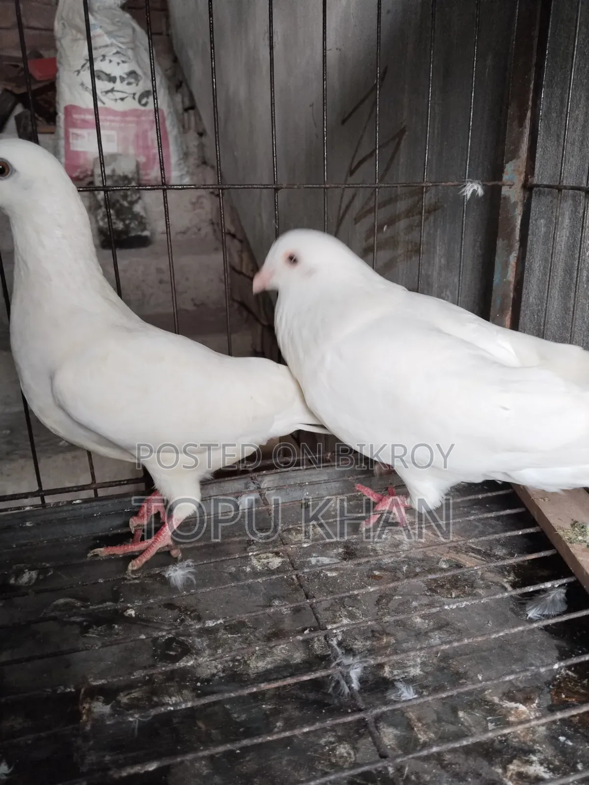 Masha'Allah Pigeon