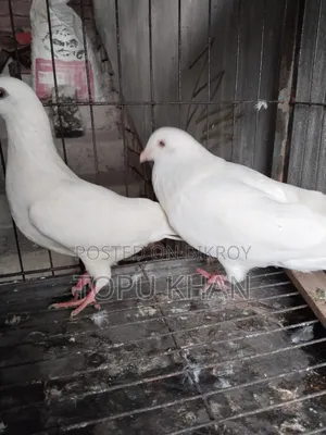 Masha'Allah Pigeon