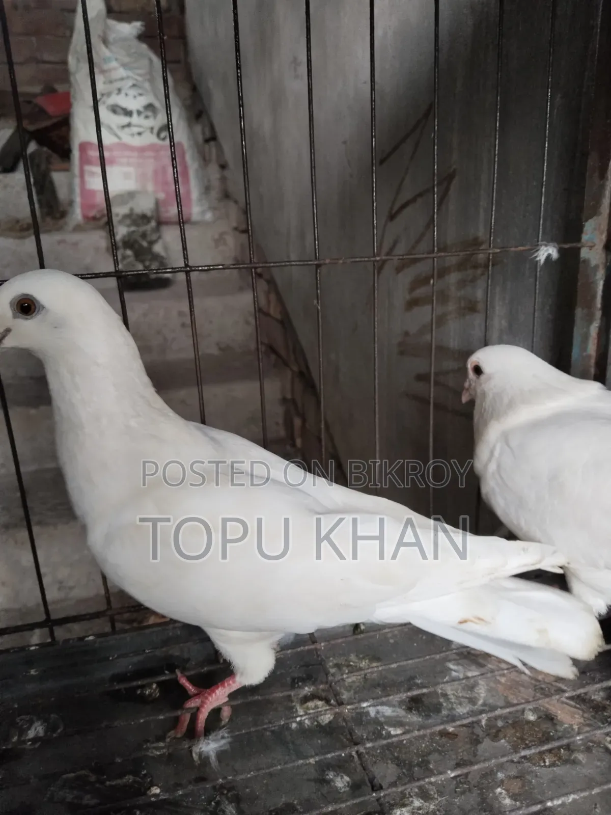 Masha'Allah Pigeon