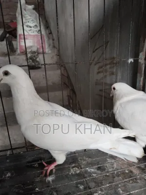 Masha'Allah Pigeon