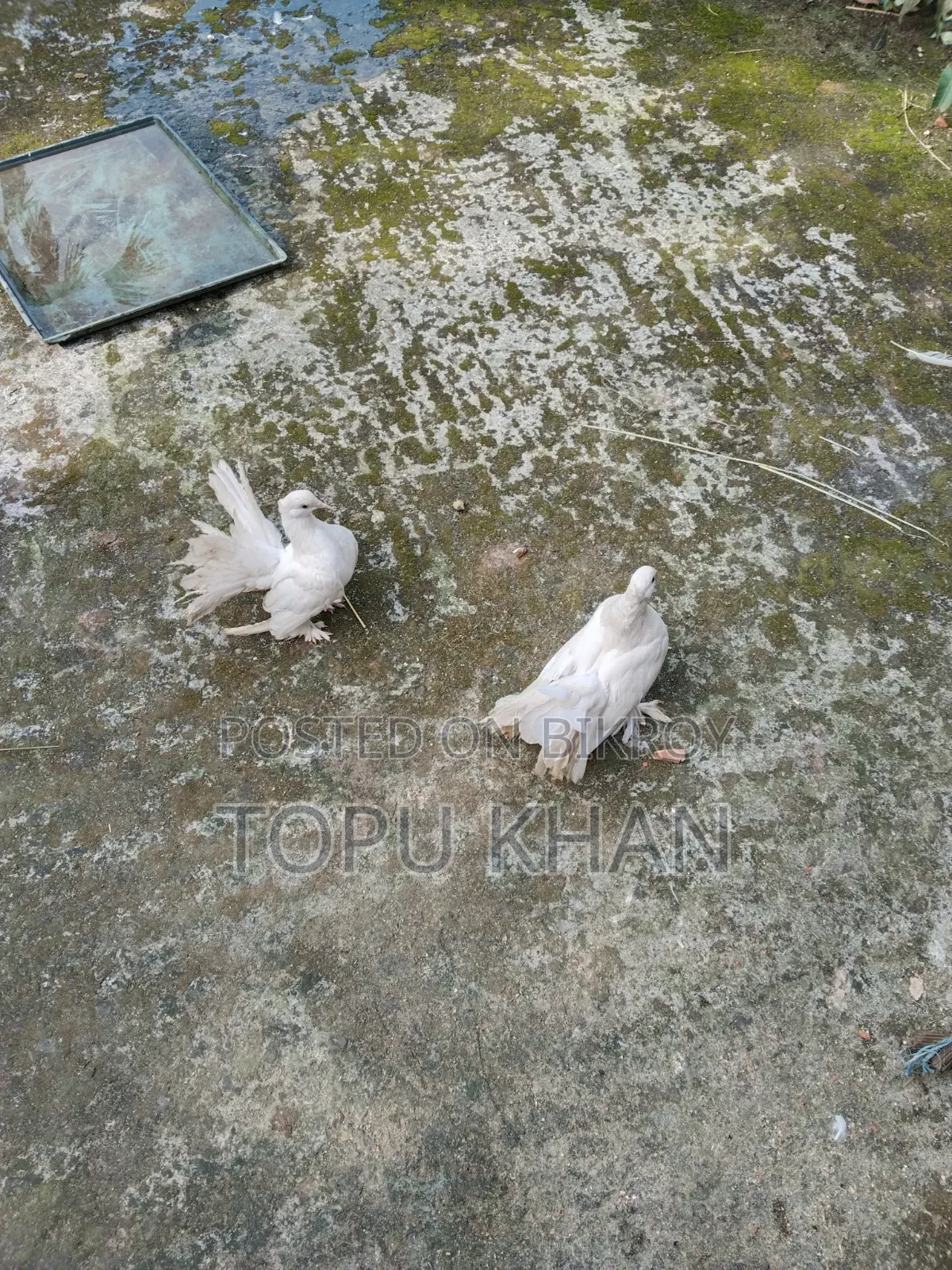 Masha'Allah Pigeon