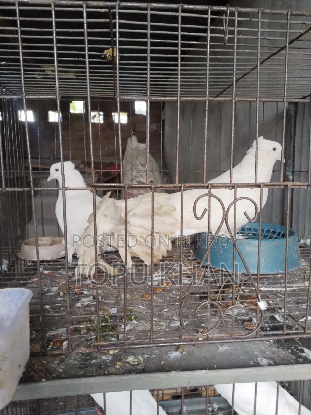 Masha'Allah Pigeon