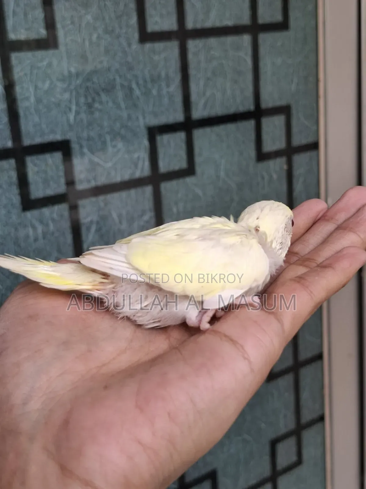 Sell Post Tame Size Baby 1 Pis Lutino Red Eye