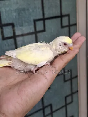 Sell Post Tame Size Baby 1 Pis Lutino Red Eye