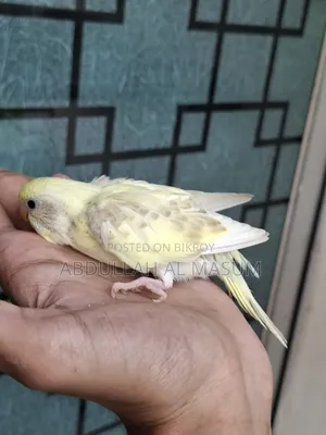Sell Post Tame Size Baby 1 Pis Lutino Red Eye