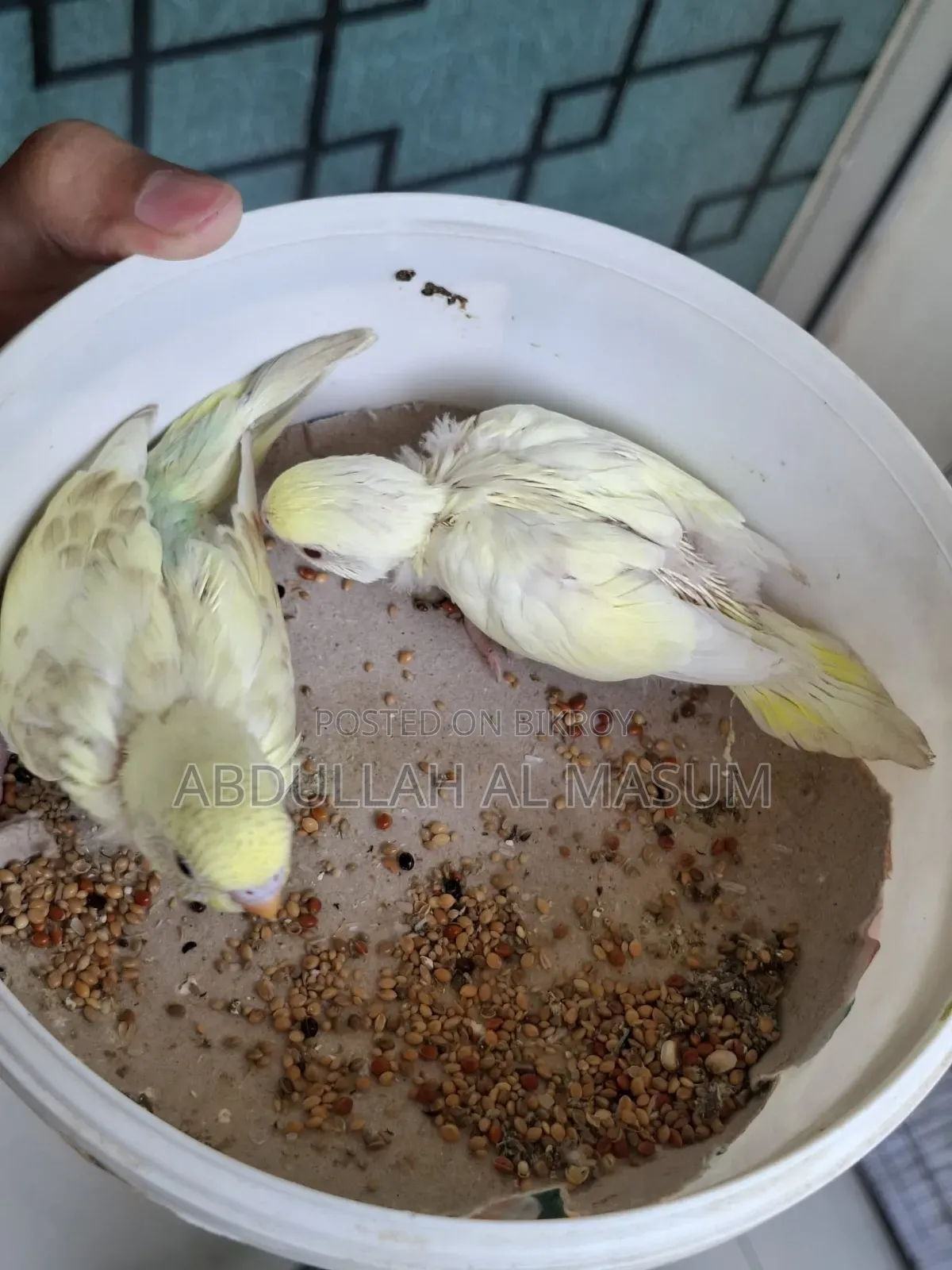 Sell Post Tame Size Baby 1 Pis Lutino Red Eye