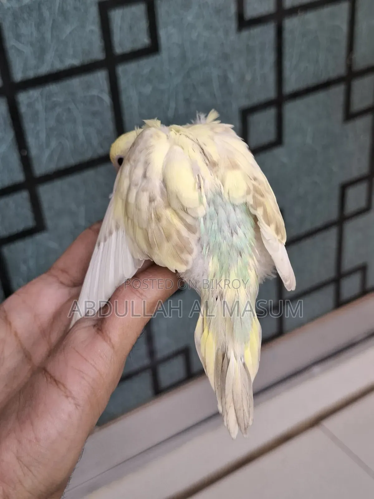 Sell Post Tame Size Baby 1 Pis Lutino Red Eye