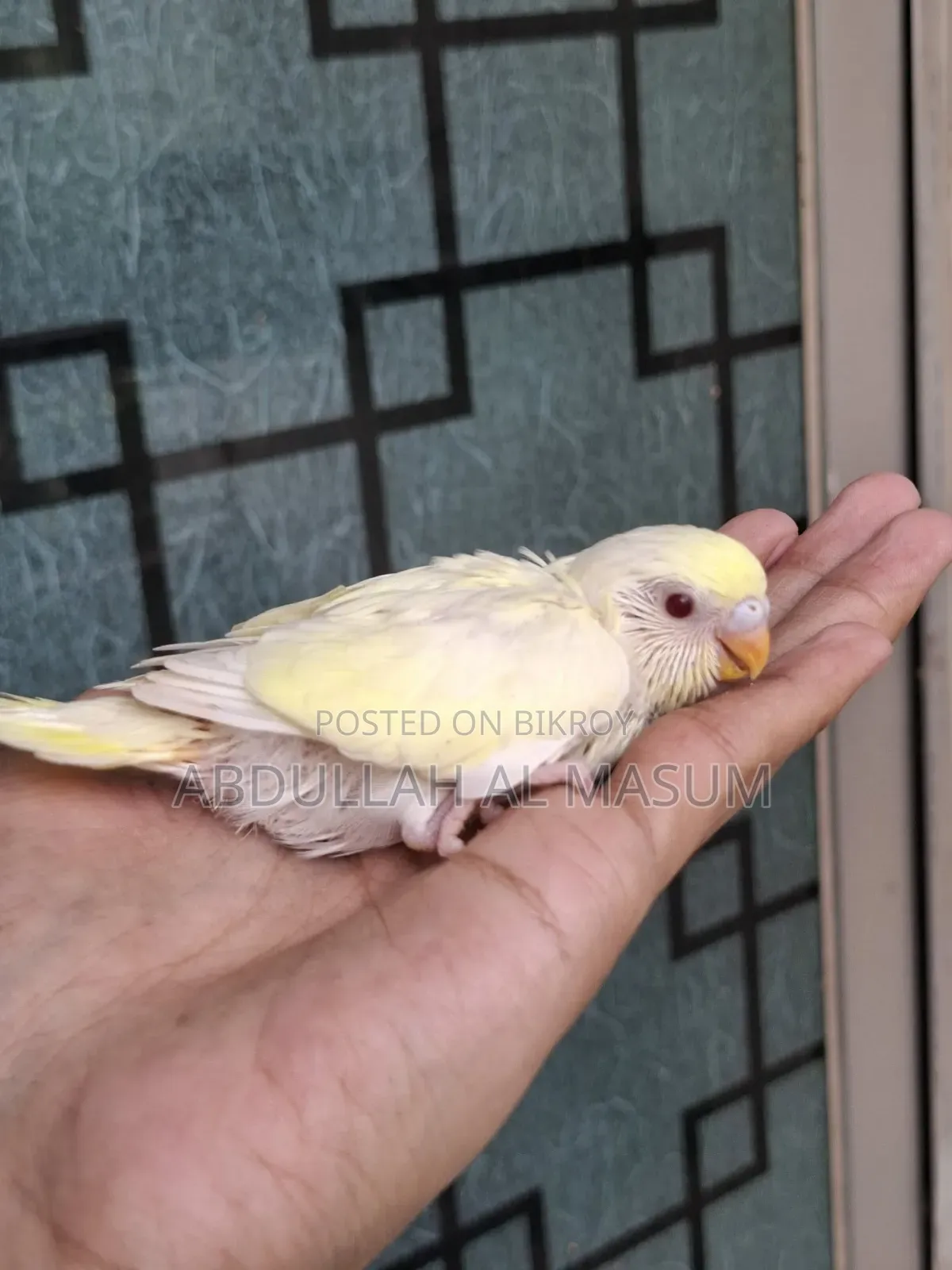 Sell Post Tame Size Baby 1 Pis Lutino Red Eye
