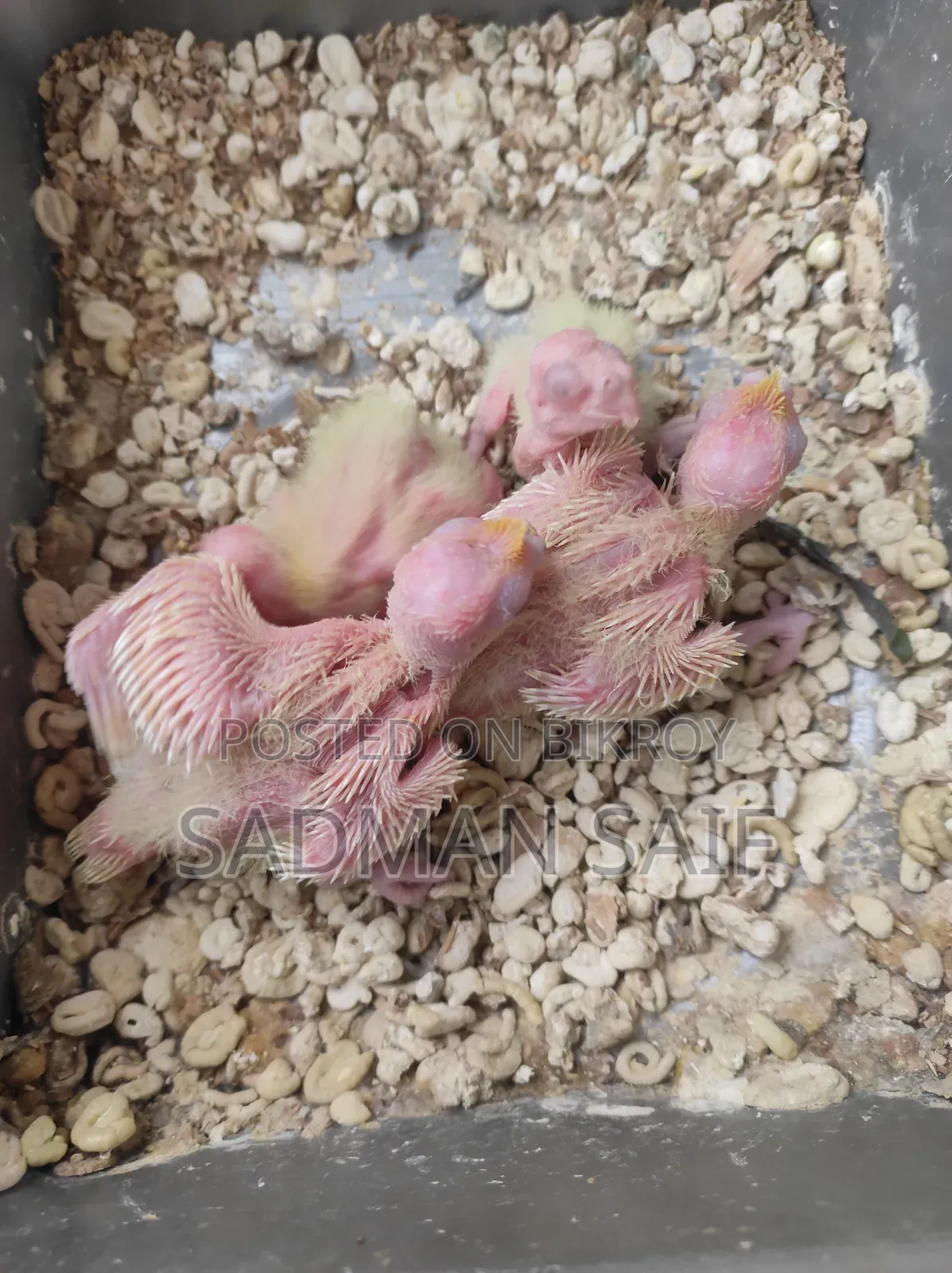 Cocatail Baby's