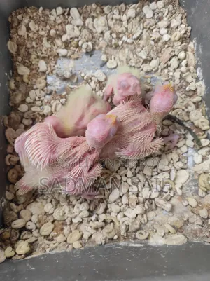 Cocatail Baby's