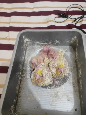 Cocatail Baby's