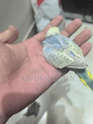 Rainbow Tame Size Baby