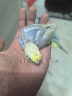 Rainbow Tame Size Baby