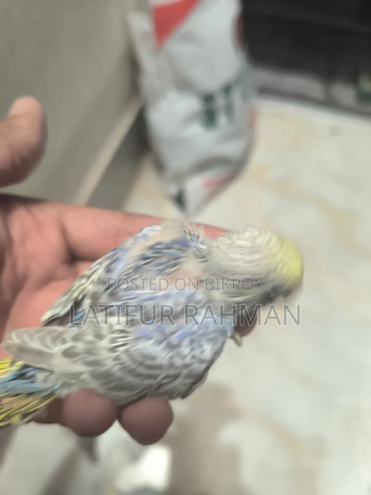Rainbow Tame Size Baby