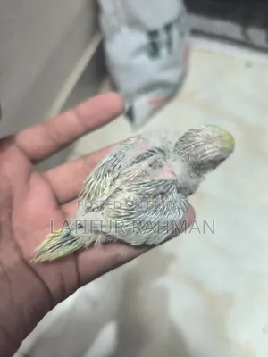 Rainbow Tame Size Baby