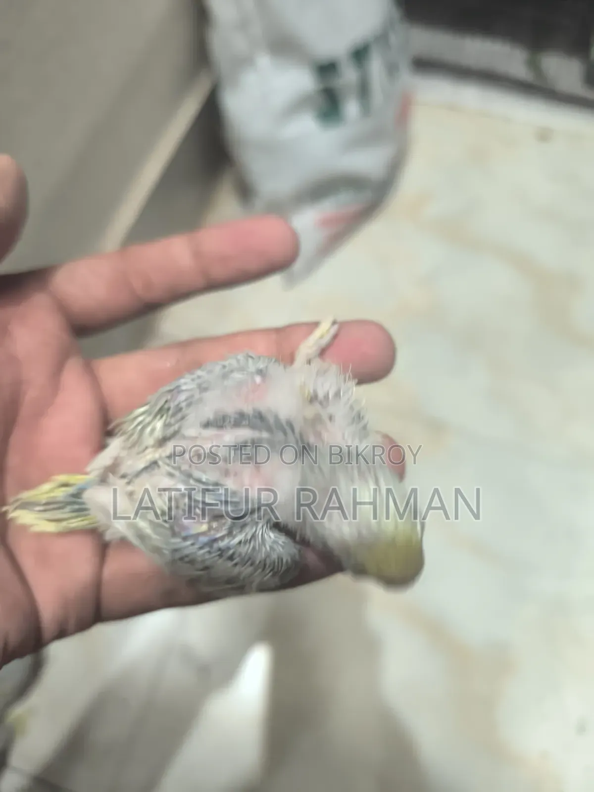 Rainbow Tame Size Baby