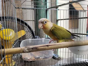 Female Pineapple Conure for Sale