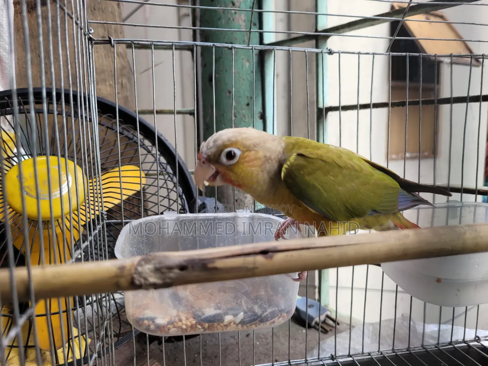 Female Pineapple Conure for Sale