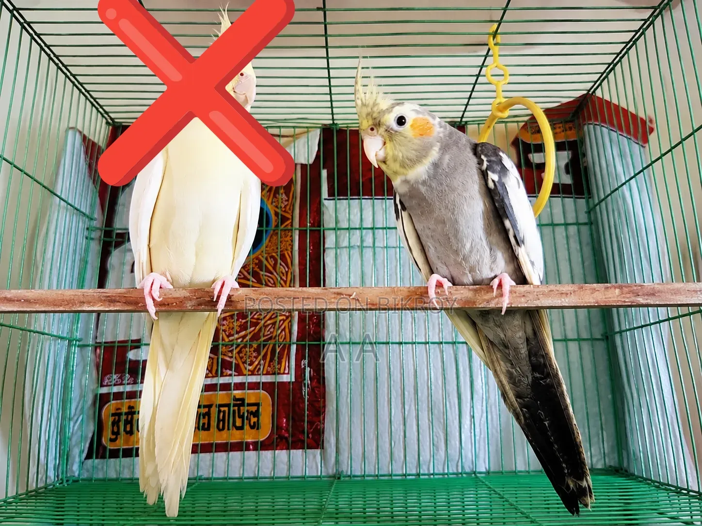 ফিমেল ককাটেল