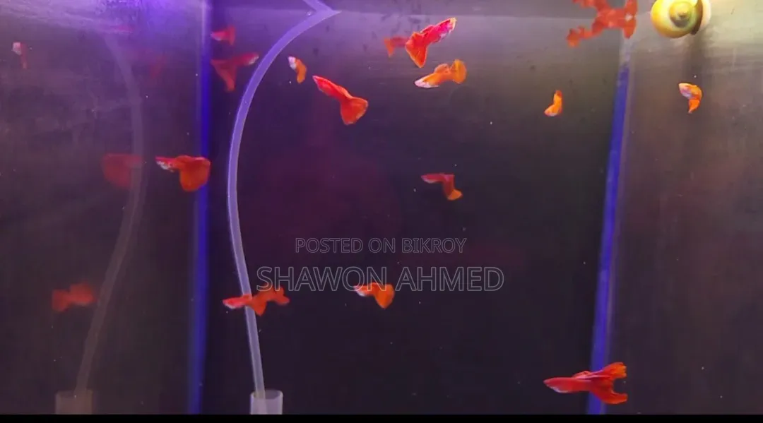 Albino Full Red Guppy