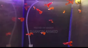 Albino Full Red Guppy