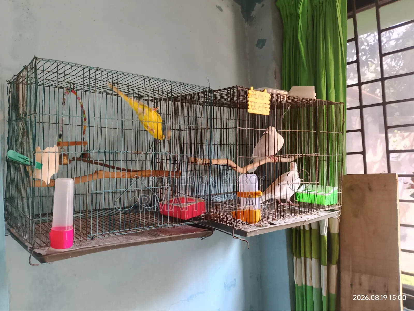 Budgerigar