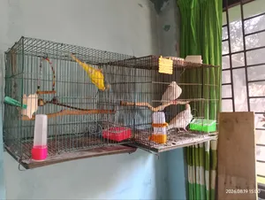 Budgerigar