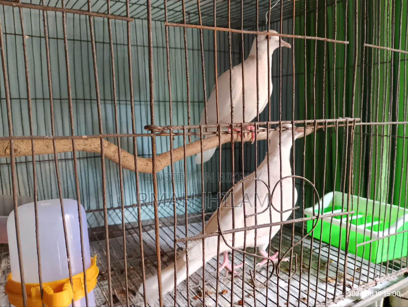 Budgerigar
