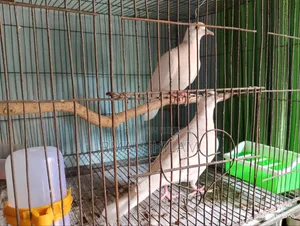 Budgerigar