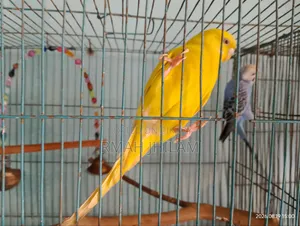 Budgerigar