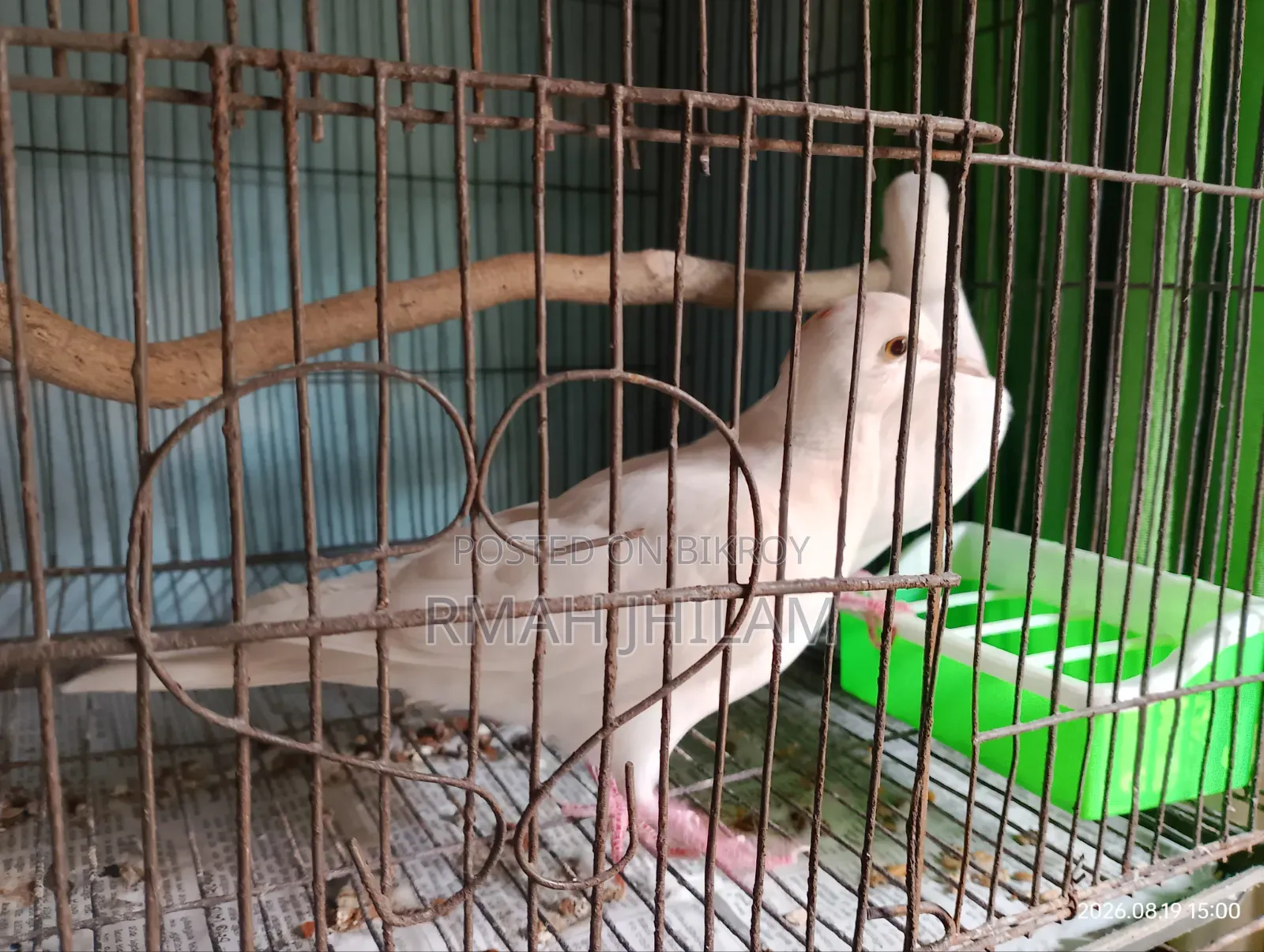 Budgerigar