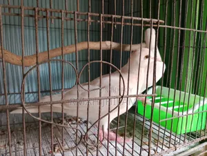 Budgerigar