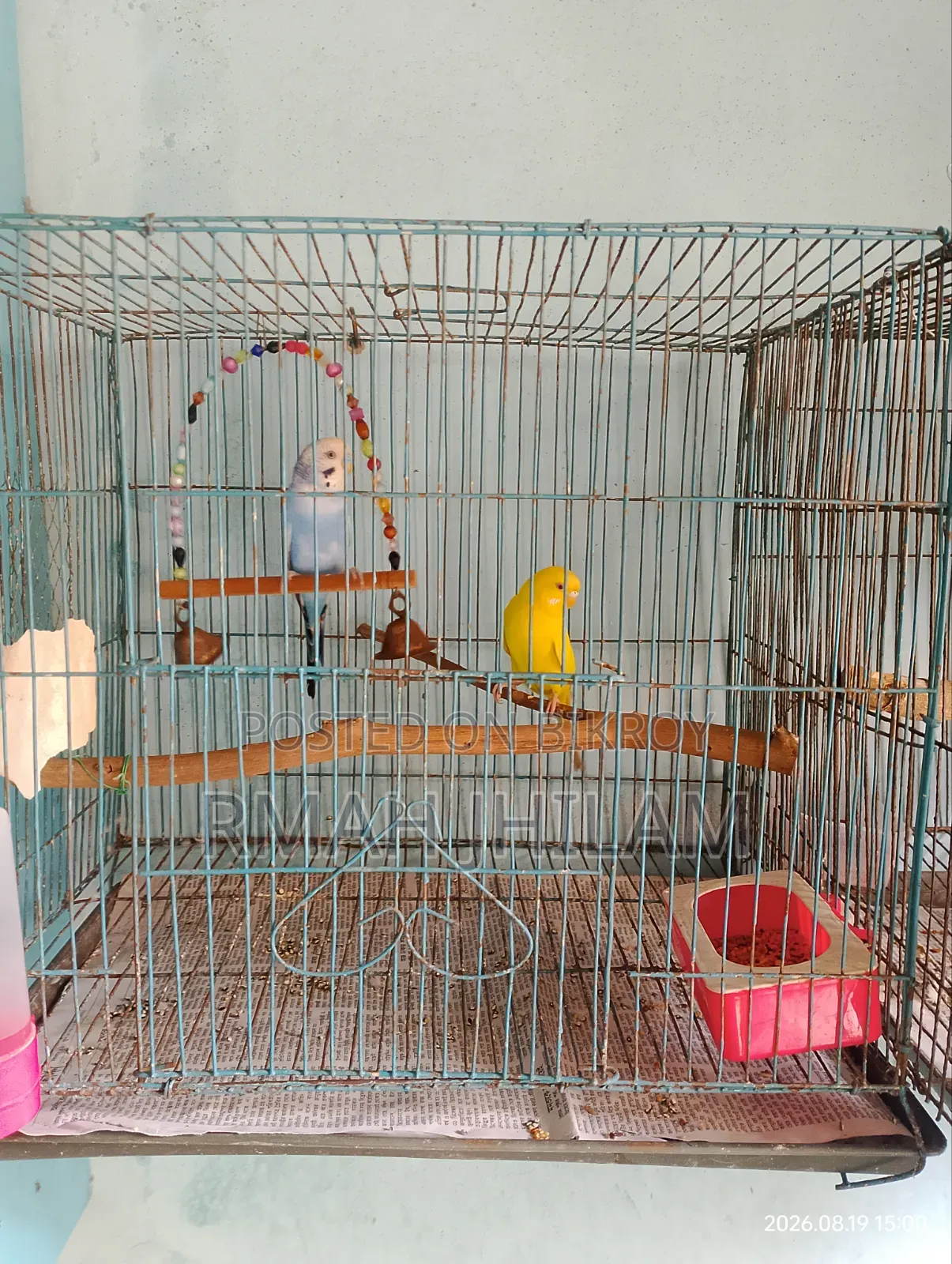 Budgerigar