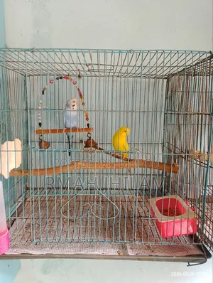 Budgerigar