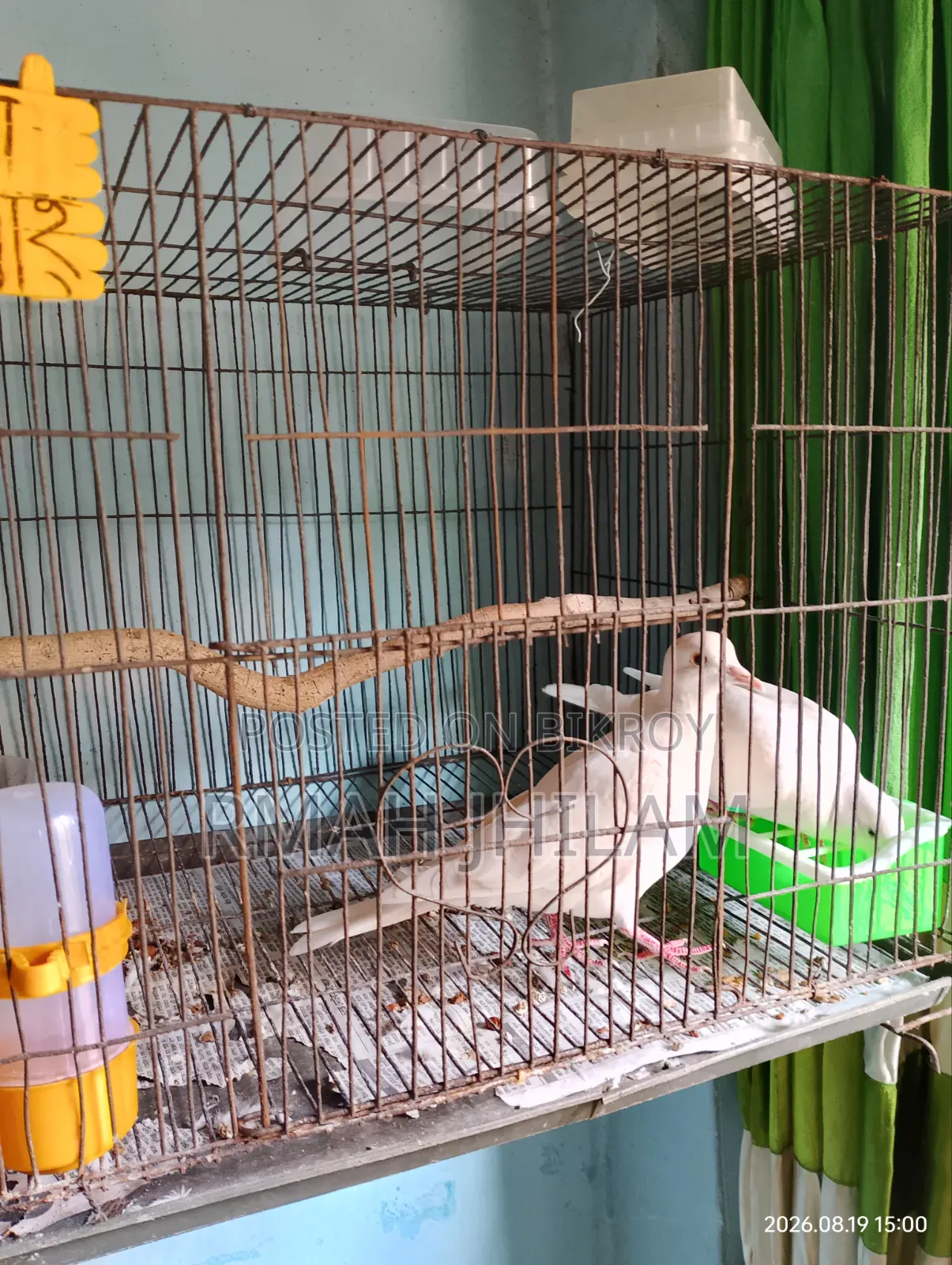 Budgerigar
