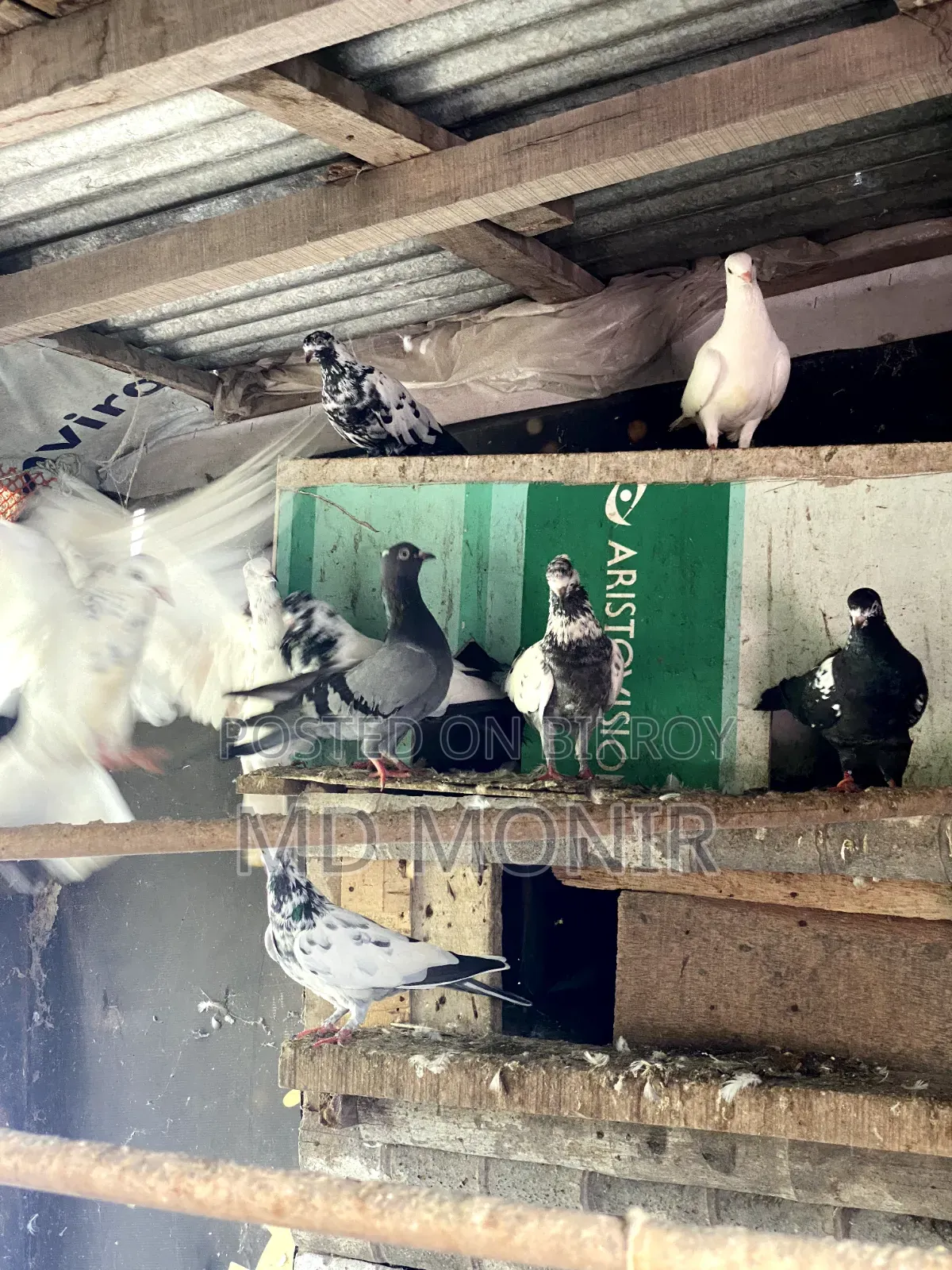 Tame Pigeons