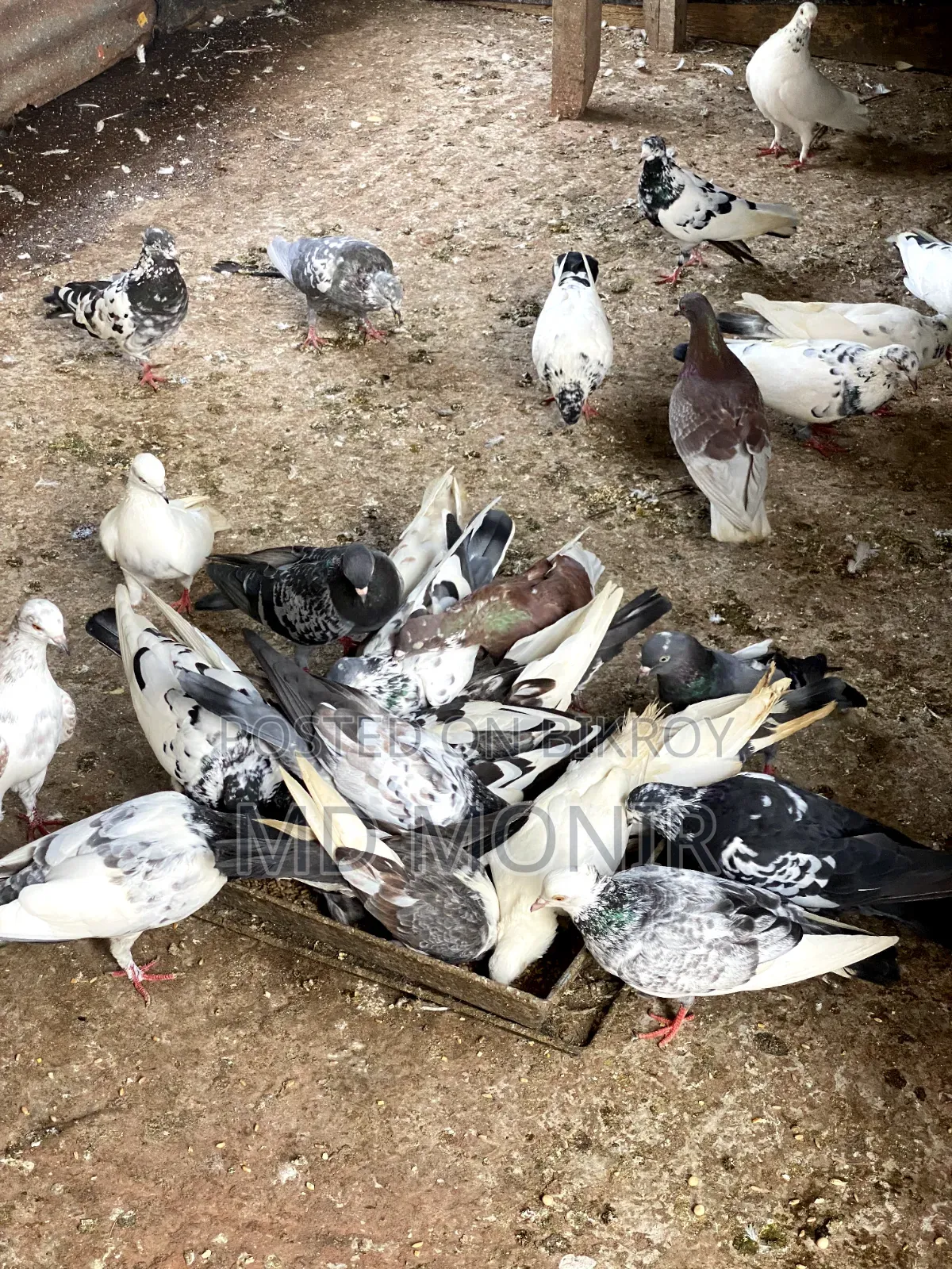Tame Pigeons