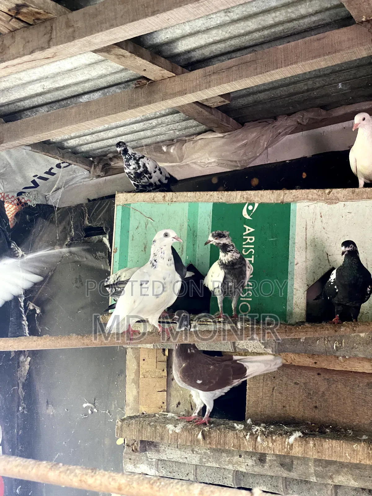 Tame Pigeons