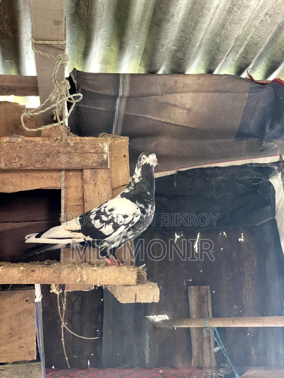 Tame Pigeons